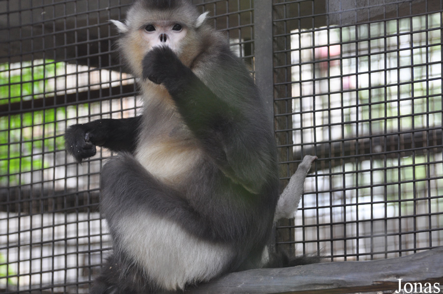Beijing Zoological Gardens