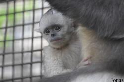 Beijing Zoological Gardens
