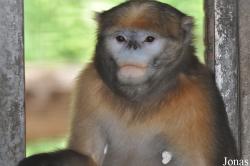 Rhinopithecus brelichi