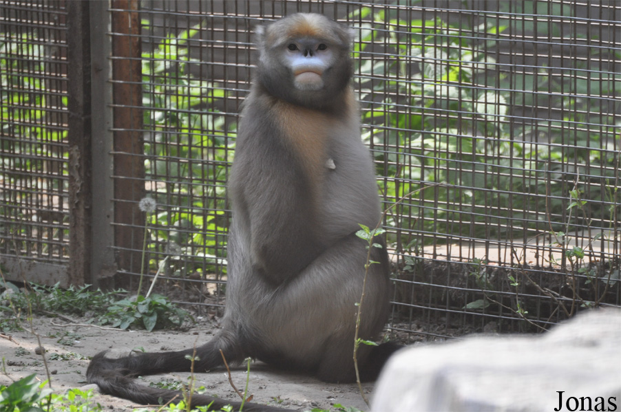 Beijing Zoological Gardens
