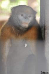Beijing Zoological Gardens