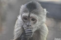 Beijing Zoological Gardens