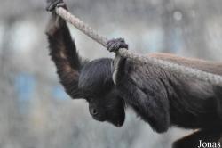 Beijing Zoological Gardens