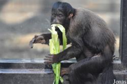 Beijing Zoological Gardens