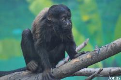 Beijing Zoological Gardens