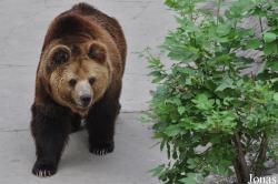 Ursus arctos lasiotus