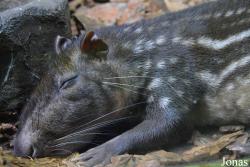 Cuniculidae