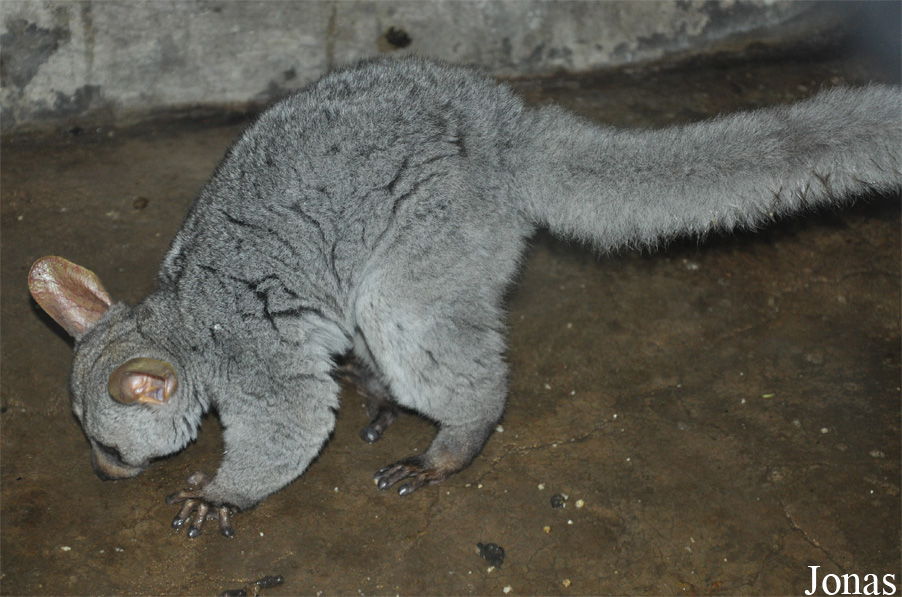 Beijing Zoological Gardens