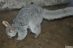 Beijing Zoological Gardens