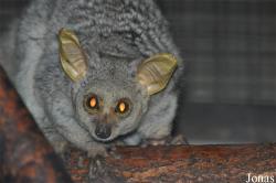 Otolemur crassicaudatus