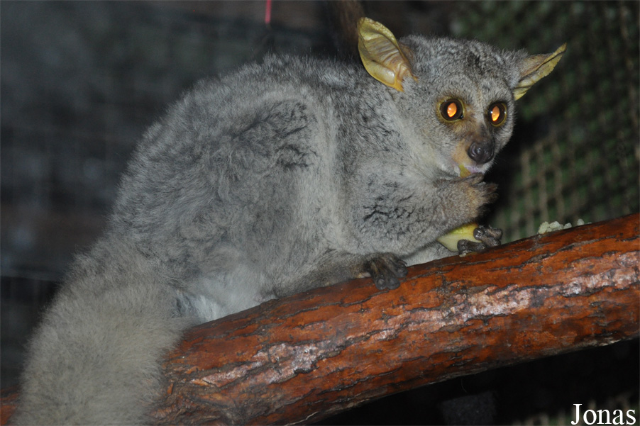 Beijing Zoological Gardens