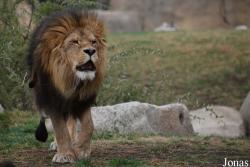 Panthera leo bleyenberghi