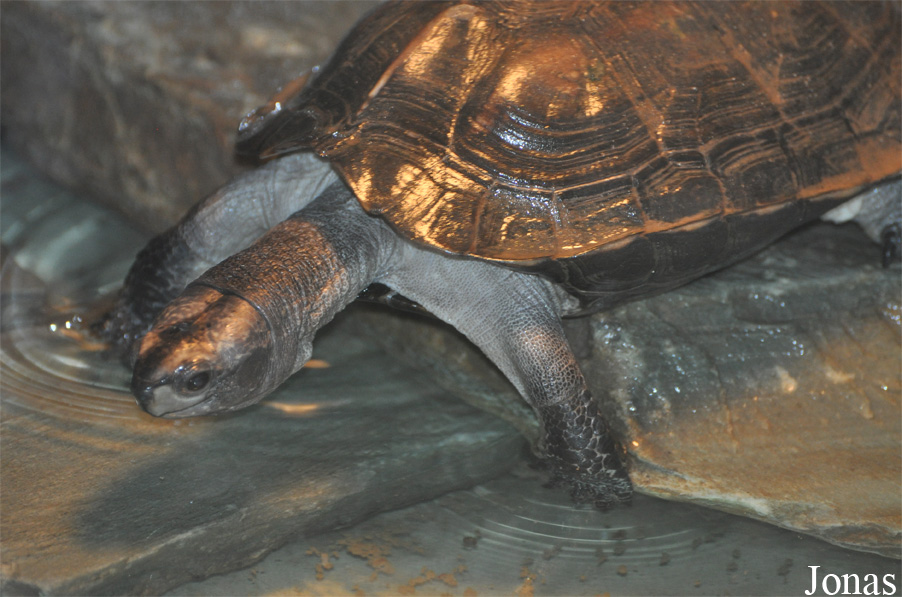Beijing Zoological Gardens