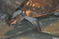 Beijing Zoological Gardens