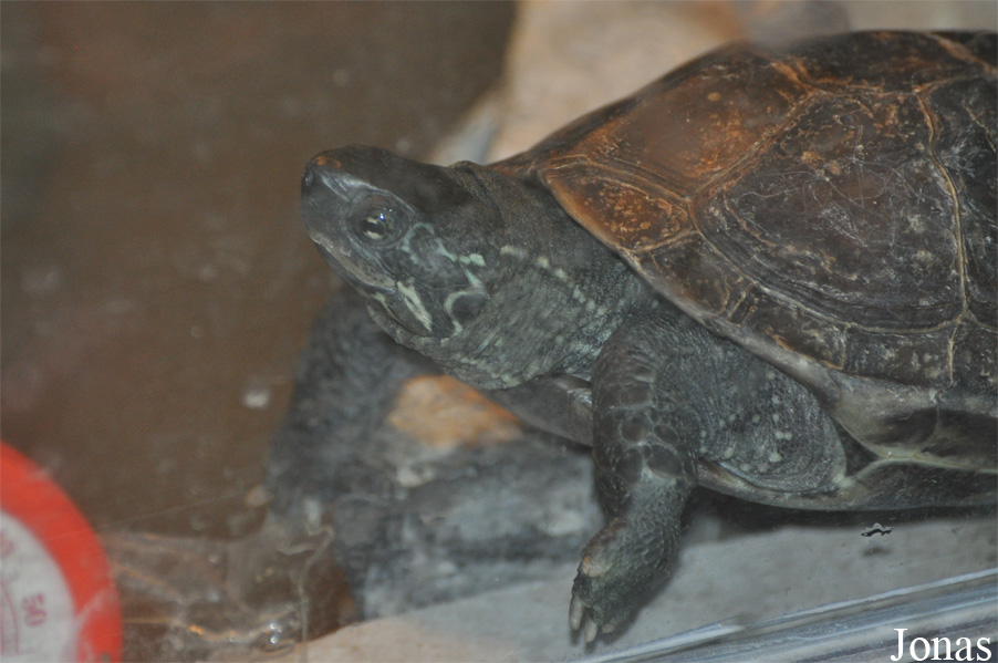 Beijing Zoological Gardens