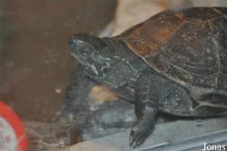 Beijing Zoological Gardens