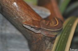 Takydromus septentrionalis