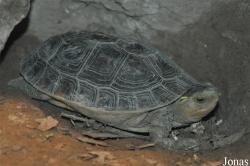 Cuora flavomarginata