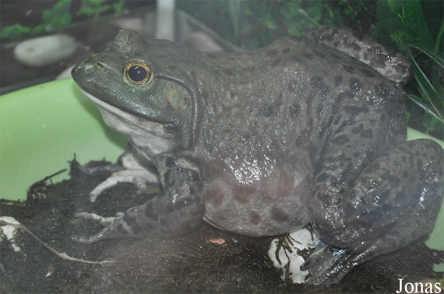 Beijing Zoological Gardens