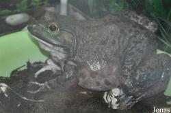 Beijing Zoological Gardens