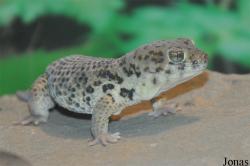 Teratoscincus roborowskii