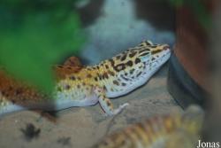 Beijing Zoological Gardens