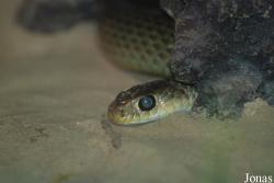 Beijing Zoological Gardens