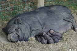 Sus scrofa domesticus