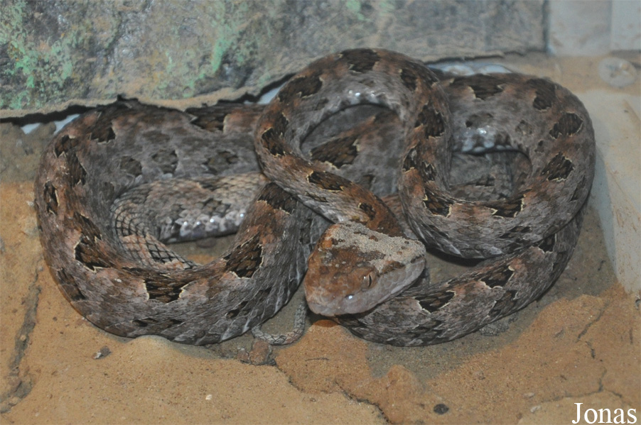 Beijing Zoological Gardens