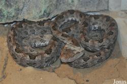 Trimeresurus mucrosquamatus