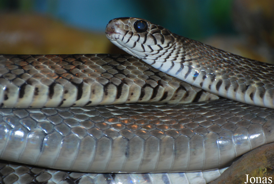 Beijing Zoological Gardens