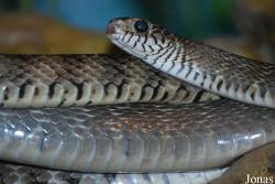 Ptyas mucosus