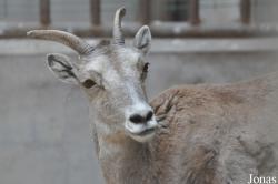 Beijing Zoological Gardens