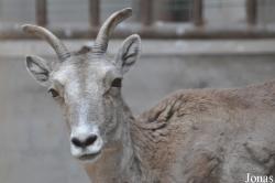 Beijing Zoological Gardens