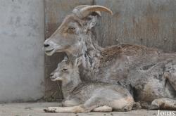 Beijing Zoological Gardens