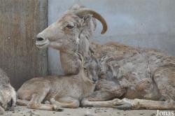 Beijing Zoological Gardens