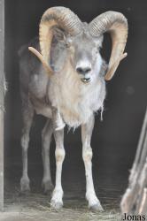 Beijing Zoological Gardens