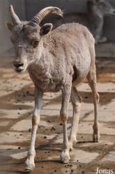 Beijing Zoological Gardens