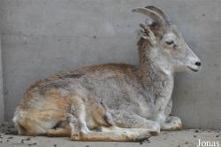 Beijing Zoological Gardens