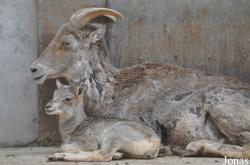 Beijing Zoological Gardens