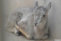 Beijing Zoological Gardens