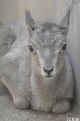 Beijing Zoological Gardens