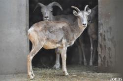 Beijing Zoological Gardens