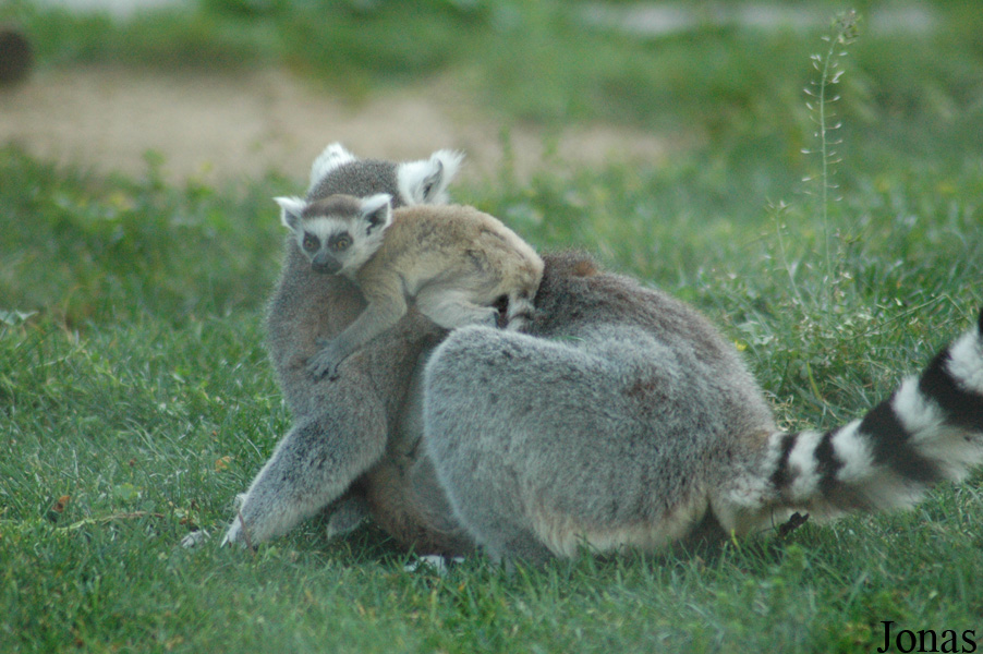 Jardim Zoológico de Lisboa