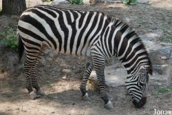 Equus quagga selousi