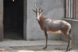 Beijing Zoological Gardens