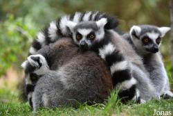 Lemur catta