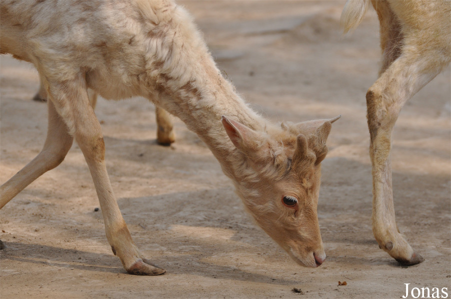 Beijing Zoological Gardens