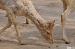 Beijing Zoological Gardens
