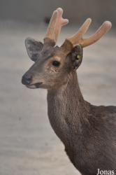 Beijing Zoological Gardens